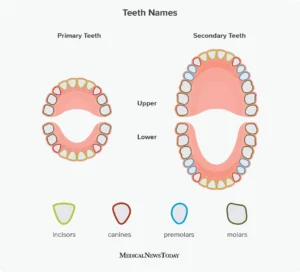 How many teeth make a full set?